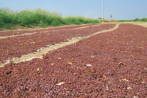 Türkiye'nin Çekirdeksiz Kuru Üzüm İhracat Potansiyeli ve Kurutulmuş Gıdaların Stratejik Önemi
