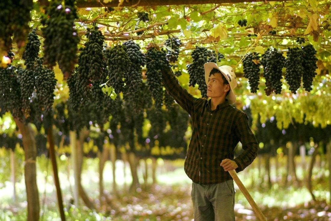 Özbekistan’da Yetiştirilen Üzüm Çeşitleri ve Gıda İşleme Teknolojilerinin Rolü